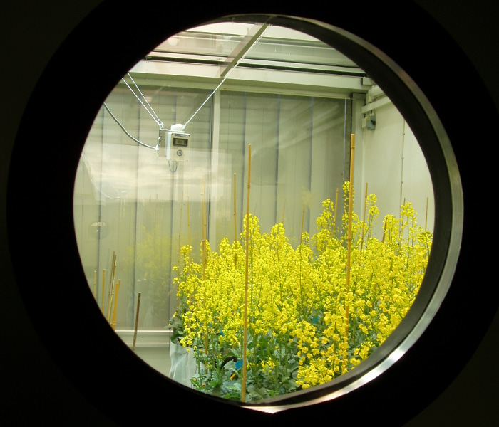 RERAF window