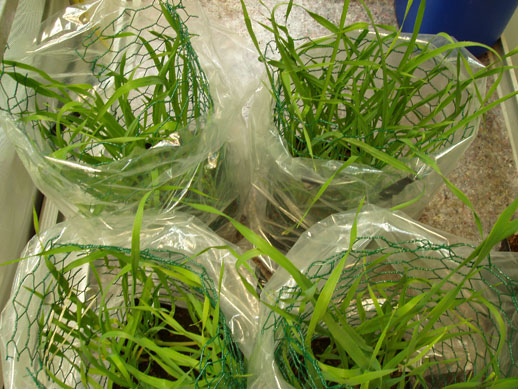 Plants